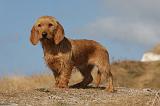 BASSET FAUVE DE BRETAGNE 044